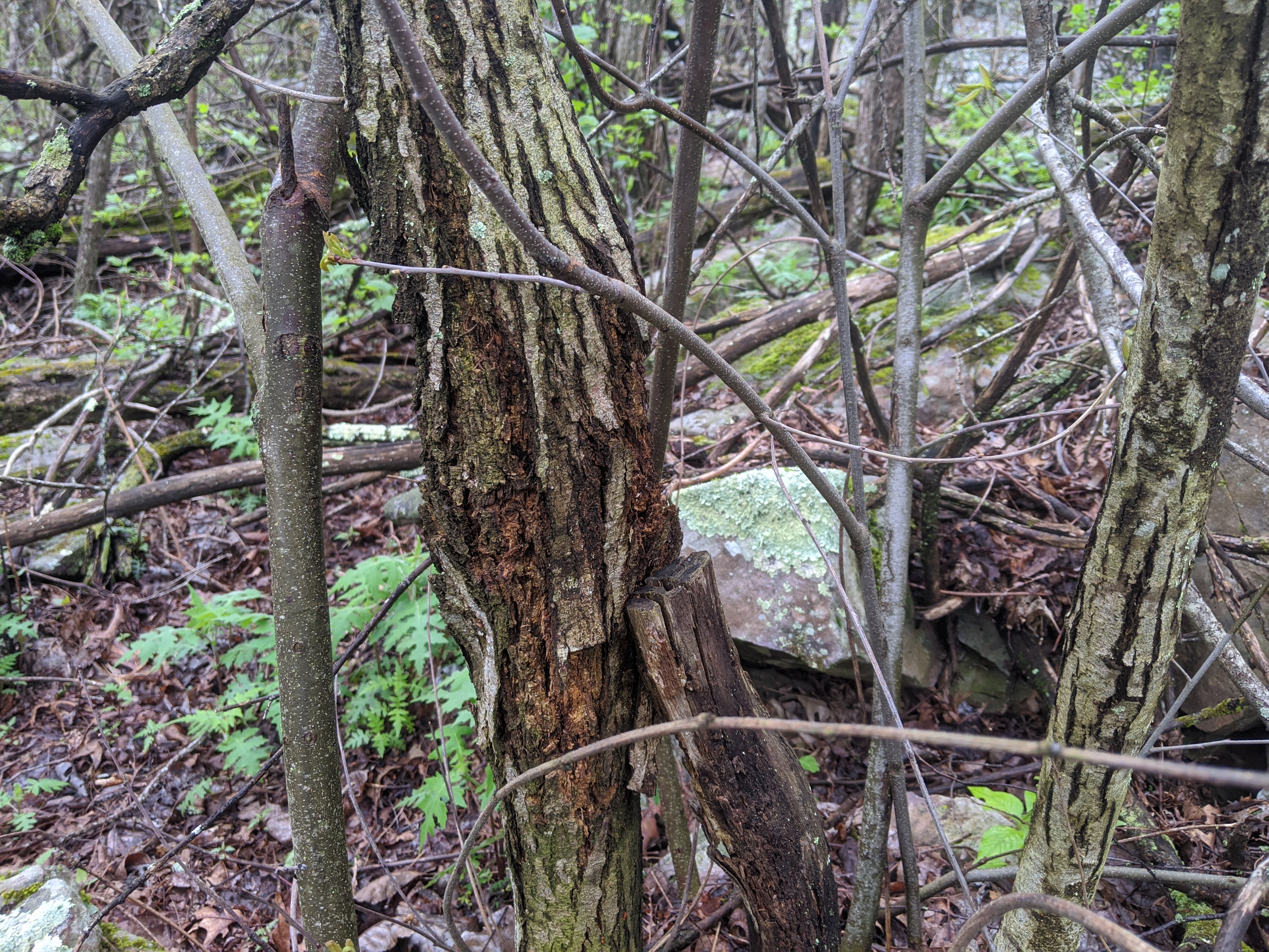blighted chinquapin canker in forest with suckers growing around it 